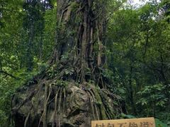 -莫里热带雨林景区