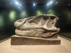 -自贡恐龙博物馆