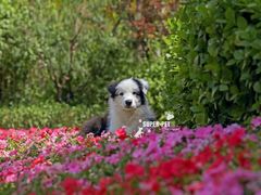 -超宠爱宠物摄影-Super pet
