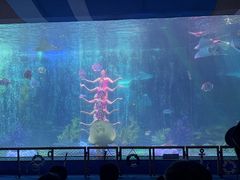 -泉城欧乐堡海洋极地世界