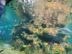 -沙沙哗啦海洋馆(华宇百花谷店)