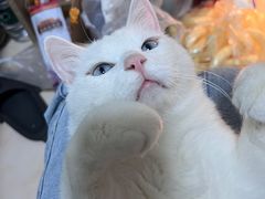 -中农国际动物医院24小时·猫科·骨科·急重症中心