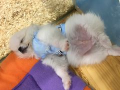 -龟与熊猫宠物公园(南坪店)