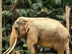 -广州长隆野生动物世界