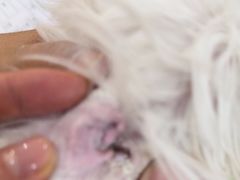 -美联众合动物医院·24h京西诊疗中心