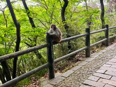 -苏州上方山国家森林公园