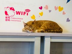 -Cappucimeow猫咪咖啡馆(韦伯时代店)