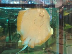 -金翠皇宫粤菜·点心·海鲜(科技园店)