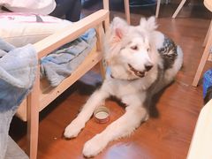 -李小姐の猫咖啡馆(五角场店)