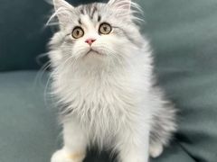 -lincat·猫舍(广州店)