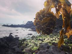 -龙头岩(Dragon Head Rock)