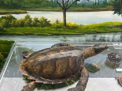 -国家自然博物馆