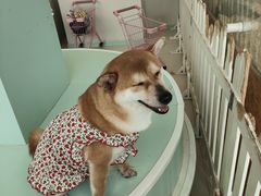 -怪兽屋·羊驼·猫咖·狗咖(俊华广场店)