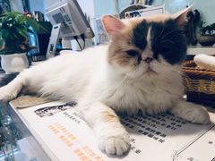-平行世界·猫咖(首经贸店)