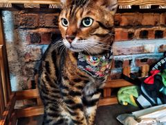 -豆逗聊愈猫阁Easy Life