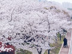 -高东镇樱花园