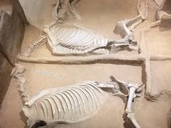 景点-洛阳周王城天子驾六博物馆