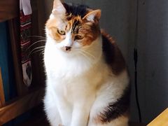 -Anne猫窝咖啡屋