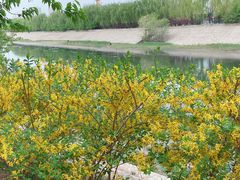-桃花堤公园
