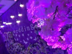 -保定金沙芝柏婚礼策划