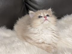 -东方名猫馆·英短金渐层布偶猫舍(环线广场1号楼店)