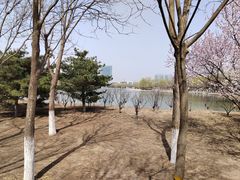 -大兴滨河森林公园