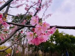 -顾村公园