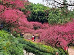 -重庆彩云湖湿地公园