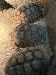 -Zoolung Zoolung动物主题公园(海信广场店)