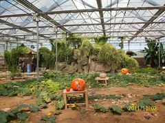 北京观光南瓜园&nbsp;(47)-观光南瓜园