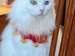 -有猫主题·治愈系猫咖(曾厝垵店)
