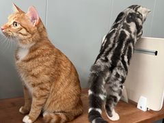 -伟伟宠物医院·瑞派猫友好医院·猫科(光谷店)