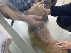 -利又安动物医院··老年病·猫科犬科·中兽医