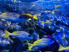 -太平洋海底世界