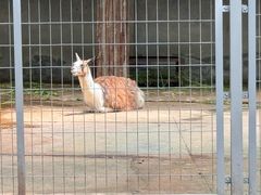 -合肥野生动物园