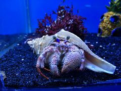 -芜湖新华联大白鲸海洋公园