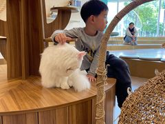 -飞行喵MR PILOT|猫舍·猫咖(静安大融城店)