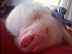 -密友回转自助火锅(世茂国际广场店)