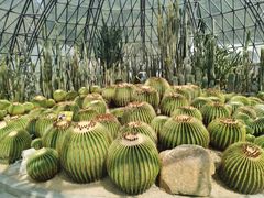 -深圳仙湖植物园