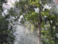 -西双版纳原始森林公园