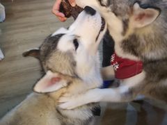 -Husky Go! 哈士奇体验馆·宠物咖啡厅狗咖