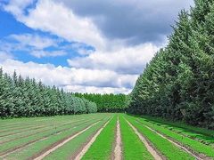 -塞罕坝国家级自然保护区