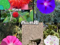 -北京西山国家森林公园