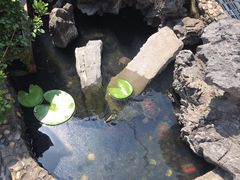 -猫咪博物馆(顶澳仔猫街店)