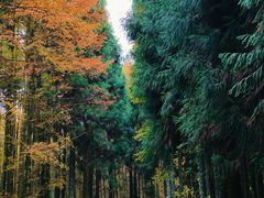 -山王坪喀斯特国家生态公园