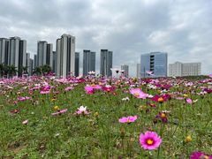 -光明小镇欢乐田园