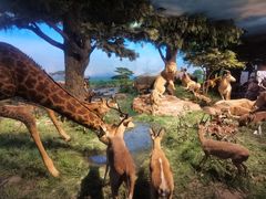 -国家自然博物馆