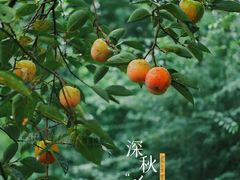 -杭州植物园