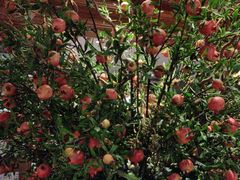 -八府香鸭·啫啫煲(华山路店)