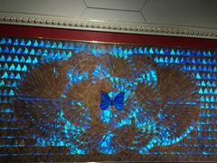 -上海昆虫博物馆